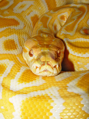 To use this stock image in your creative project, please select the size you need over to the right and click the "Add to Cart" button.
Your downloaded image will come with the Cutcaster watermark removed so don’t worry about the watermark you see on this page. Portrait of a Burmese Python stock photo, Closeup view of an albino Burmese Python looking to the camera by Emmanuel Keller