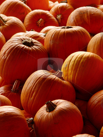 To use this stock image in your creative project, please select the size you need over to the right and click the "Add to Cart" button.
Your downloaded image will come with the Cutcaster watermark removed so don’t worry about the watermark you see on this page. Orange pumpkins stock photo, Closeup on a display with orane pumpkins. Picture taken at a pumpkin contest in Switzerland by Emmanuel Keller