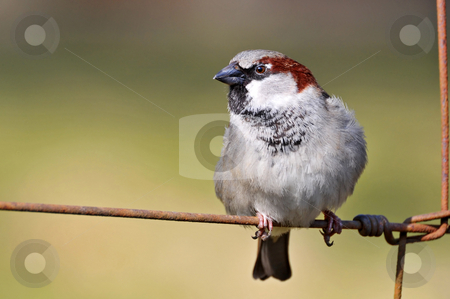 To use this stock image in your creative project, please select the size you need over to the right and click the "Add to Cart" button.
Your downloaded image will come with the Cutcaster watermark removed so don’t worry about the watermark you see on this page. Sparrow perched on a fence stock photo, A sparrow is perched on a rusty wire fence. Picture taken at the zoo of Z???rich by Emmanuel Keller