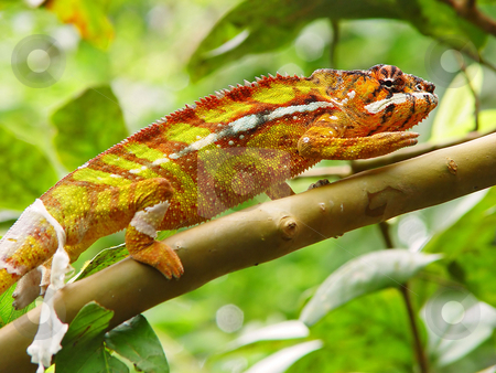 To use this stock image in your creative project, please select the size you need over to the right and click the "Add to Cart" button.
Your downloaded image will come with the Cutcaster watermark removed so don’t worry about the watermark you see on this page. Walking chameleon stock photo, A chameleon walks on a branch and its tail is shedding. Picture taken at the zoo of Z???rich, Switzerland by Emmanuel Keller