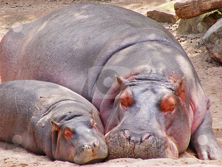 To use this stock image in your creative project, please select the size you need over to the right and click the "Add to Cart" button.
Your downloaded image will come with the Cutcaster watermark removed so don’t worry about the watermark you see on this page. Mother and calf hippopotamus stock photo, A mother hippotamus lies besides her calf, on the sand, both sleeping. Picture taken in the zoo of Hanover, Germany by Emmanuel Keller