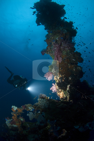 To use this stock image in your creative project, please select the size you need over to the right and click the "Add to Cart" button.
Your downloaded image will come with the Cutcaster watermark removed so don’t worry about the watermark you see on this page. Diver with Light on Forward Mast stock photo, A Diver shines their light on the forward mast to show off the vibrant colors of the coral growth developed in the 60 years the Hoki Maru has rested on the bottom of Truk (Chuuk) Lagoon in Micronesia, a casualty of theWorld War II Operation Hailstone, February 1944. by A Cotton Photo