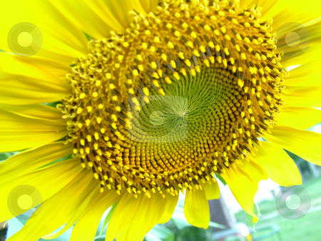 To use this stock image in your creative project, please select the size you need over to the right and click the "Add to Cart" button.
Your downloaded image will come with the Cutcaster watermark removed so don’t worry about the watermark you see on this page. Up close sunflower photo stock photo, Bright yellow large head of a sunflower close up by Michelle Bergkamp