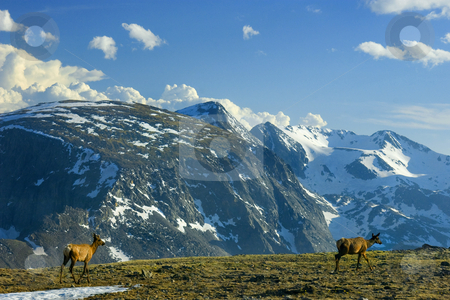 To use this stock image in your creative project, please select the size you need over to the right and click the "Add to Cart" button.
Your downloaded image will come with the Cutcaster watermark removed so don’t worry about the watermark you see on this page. Follow the Leader stock photo, A pair of elk seemingly playing a bit of follow the leader head over a ridge near the top of Trail Ridge Road in Rocky Mountain National PArk in Colorado by Mike Dawson