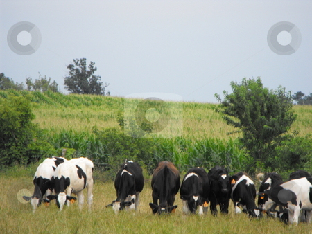 To use this stock image in your creative project, please select the size you need over to the right and click the "Add to Cart" button.
Your downloaded image will come with the Cutcaster watermark removed so don’t worry about the watermark you see on this page. Holstein cattle grazing stock photo, A small herd of black and white Holstein cows graze together in a hillside field on a warm August day. A corn field is in the background. by Dennis Thomsen