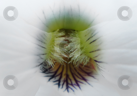 To use this stock image in your creative project, please select the size you need over to the right and click the "Add to Cart" button.
Your downloaded image will come with the Cutcaster watermark removed so don’t worry about the watermark you see on this page. White pansy throath stock photo, A close up of a throat of a white pansy by Ivan Paunovic