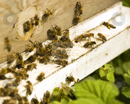 To use this stock image in your creative project, please select the size you need over to the right and click the "Add to Cart" button.
Your downloaded image will come with the Cutcaster watermark removed so don’t worry about the watermark you see on this page. Bees on an assignment stock photo, Close up of bees on an assignment by Ivan Paunovic