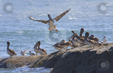 To use this stock image in your creative project, please select the size you need over to the right and click the "Add to Cart" button.
Your downloaded image will come with the Cutcaster watermark removed so don’t worry about the watermark you see on this page. No room at the Inn stock photo, A brown pelican finds no room as he tries to land on a rock crowded by fellow pelicans and a few seagulls as well. by Mike Dawson