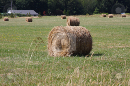 To use this stock image in your creative project, please select the size you need over to the right and click the "Add to Cart" button.
Your downloaded image will come with the Cutcaster watermark removed so don’t worry about the watermark you see on this page. Hay Farming stock photo, Round bales of hay in a pasture with green grass sprouting. by Steve Stedman