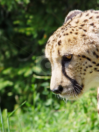 To use this stock image in your creative project, please select the size you need over to the right and click the "Add to Cart" button.
Your downloaded image will come with the Cutcaster watermark removed so don’t worry about the watermark you see on this page. Cheetah profile stock photo, Profile portrait of a male cheetah living in a Swiss zoo by Emmanuel Keller