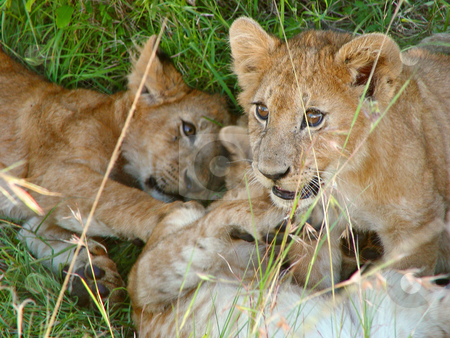 To use this stock image in your creative project, please select the size you need over to the right and click the "Add to Cart" button.
Your downloaded image will come with the Cutcaster watermark removed so don’t worry about the watermark you see on this page. Playing lion cubs stock photo, Lion cubs playing in the grass of the Masai Mara National Park, Kenya by Emmanuel Keller
