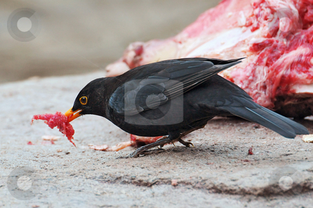 To use this stock image in your creative project, please select the size you need over to the right and click the "Add to Cart" button.
Your downloaded image will come with the Cutcaster watermark removed so don’t worry about the watermark you see on this page. Blackbird picking meat stock photo, A blackbird steals a piece of the meat of the tigers. Picture taken in the zoo of Z???rich by Emmanuel Keller