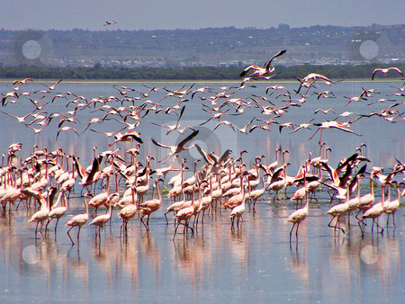 To use this stock image in your creative project, please select the size you need over to the right and click the "Add to Cart" button.
Your downloaded image will come with the Cutcaster watermark removed so don’t worry about the watermark you see on this page. Flying flamingos stock photo, Flamingos flying or walking on the Lake Nakuru in Kenya by Emmanuel Keller
