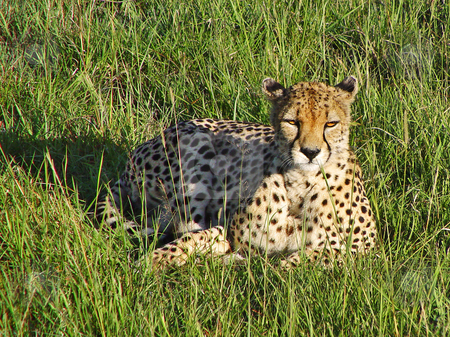 To use this stock image in your creative project, please select the size you need over to the right and click the "Add to Cart" button.
Your downloaded image will come with the Cutcaster watermark removed so don’t worry about the watermark you see on this page. Cheetah lying in the grass stock photo, A female cheetah lies in the grass of the Masai Mara National Park, Kenya by Emmanuel Keller