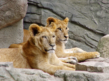 To use this stock image in your creative project, please select the size you need over to the right and click the "Add to Cart" button.
Your downloaded image will come with the Cutcaster watermark removed so don’t worry about the watermark you see on this page. Posing lion cubs stock photo, Two six month old lion cubs lie besides each other, on a rock in their enclosure. Picture taken in a zoo in Germany by Emmanuel Keller