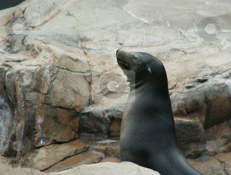 To use this stock image in your creative project, please select the size you need over to the right and click the "Add to Cart" button.
Your downloaded image will come with the Cutcaster watermark removed so don’t worry about the watermark you see on this page. Sealion stock photo, A happy sealion sunning himself outside on the rocks by Sam Sapp