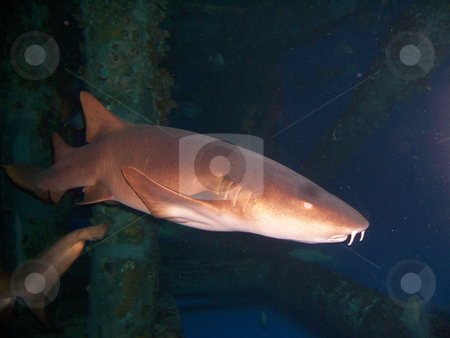 To use this stock image in your creative project, please select the size you need over to the right and click the "Add to Cart" button.
Your downloaded image will come with the Cutcaster watermark removed so don’t worry about the watermark you see on this page. Shark stock photo, A brown shark swimming and looking for food by Sam Sapp
