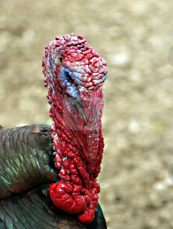 To use this stock image in your creative project, please select the size you need over to the right and click the "Add to Cart" button.
Your downloaded image will come with the Cutcaster watermark removed so don’t worry about the watermark you see on this page. Turkey stock photo, A male turkey upclose during mating season by Sam Sapp