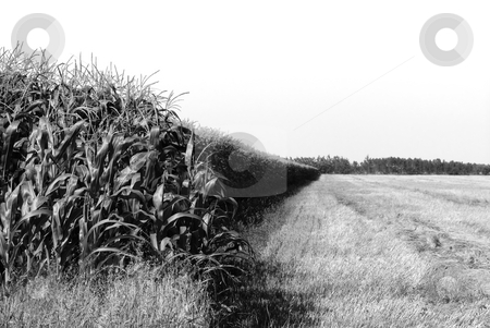 To use this stock image in your creative project, please select the size you need over to the right and click the "Add to Cart" button.
Your downloaded image will come with the Cutcaster watermark removed so don’t worry about the watermark you see on this page. Farming stock photo, A black and white landscape of a corn field by Richard Nelson