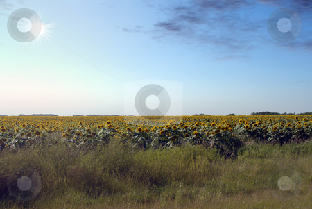 To use this stock image in your creative project, please select the size you need over to the right and click the "Add to Cart" button.
Your downloaded image will come with the Cutcaster watermark removed so don’t worry about the watermark you see on this page. Sunflower Field stock photo, A field of sunflowers shot against the sun by Richard Nelson