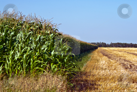 To use this stock image in your creative project, please select the size you need over to the right and click the "Add to Cart" button.
Your downloaded image will come with the Cutcaster watermark removed so don’t worry about the watermark you see on this page. Lush Corn Field stock photo, A vibrant and lush corn field under a blue sky by Richard Nelson