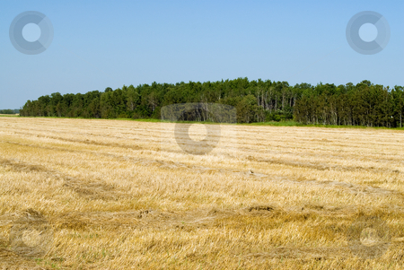 To use this stock image in your creative project, please select the size you need over to the right and click the "Add to Cart" button.
Your downloaded image will come with the Cutcaster watermark removed so don’t worry about the watermark you see on this page. Harvested Field stock photo, A freshly harvested field shot on a sunny day by Richard Nelson