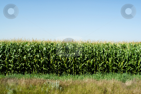 To use this stock image in your creative project, please select the size you need over to the right and click the "Add to Cart" button.
Your downloaded image will come with the Cutcaster watermark removed so don’t worry about the watermark you see on this page. Corn Field stock photo, A rural corn field on a sunny day by Richard Nelson