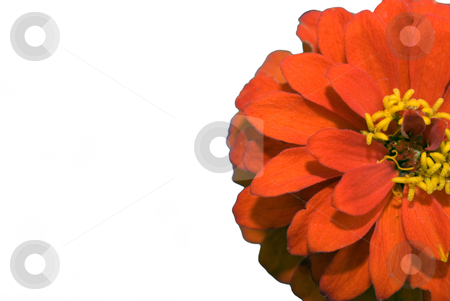 To use this stock image in your creative project, please select the size you need over to the right and click the "Add to Cart" button.
Your downloaded image will come with the Cutcaster watermark removed so don’t worry about the watermark you see on this page. Red Flower stock photo, Closeup of a red flower with white copyspace on the left by Richard Nelson