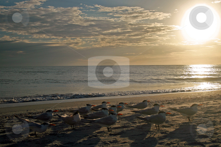 To use this stock image in your creative project, please select the size you need over to the right and click the "Add to Cart" button.
Your downloaded image will come with the Cutcaster watermark removed so don’t worry about the watermark you see on this page. Stunning Sunset stock photo, A Stunning Sunset over the Gulf of Mexico. by Lucy Clark