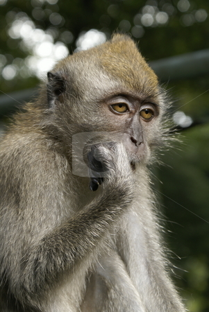 To use this stock image in your creative project, please select the size you need over to the right and click the "Add to Cart" button.
Your downloaded image will come with the Cutcaster watermark removed so don’t worry about the watermark you see on this page. Sleepy long tailed macaque portrait stock photo, Sleepy long tailed macaque portrait by Wong Chee Yen