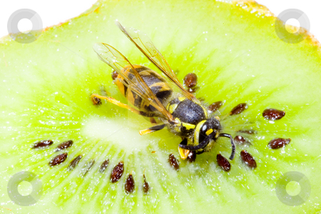 To use this stock image in your creative project, please select the size you need over to the right and click the "Add to Cart" button.
Your downloaded image will come with the Cutcaster watermark removed so don’t worry about the watermark you see on this page. Wasp on a Kiwifruit stock photo, Detail of a common wasp on a Kiwifruit - Vespula vulgaris by Petr Koudelka