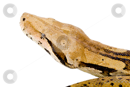 To use this stock image in your creative project, please select the size you need over to the right and click the "Add to Cart" button.
Your downloaded image will come with the Cutcaster watermark removed so don’t worry about the watermark you see on this page. Head of a Boa stock photo, Head of a large adult Boa Constrictor - detail by Petr Koudelka