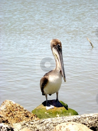 To use this stock image in your creative project, please select the size you need over to the right and click the "Add to Cart" button.
Your downloaded image will come with the Cutcaster watermark removed so don’t worry about the watermark you see on this page. Juvenile brown pelican stock photo, Juvenile browm pelican resting on rocks by Cheryl Bowman