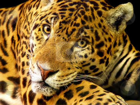 To use this stock image in your creative project, please select the size you need over to the right and click the "Add to Cart" button.
Your downloaded image will come with the Cutcaster watermark removed so don’t worry about the watermark you see on this page. Portrait of a jaguar stock photo, Portrait of a male jaguar living in the Dublin zoo by Emmanuel Keller