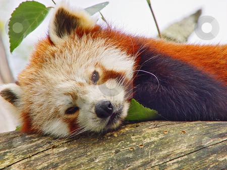 To use this stock image in your creative project, please select the size you need over to the right and click the "Add to Cart" button.
Your downloaded image will come with the Cutcaster watermark removed so don’t worry about the watermark you see on this page. Portrait of a red panda stock photo, Portrait of a red panda resting on a log and watching to the camera. Picture taken at the zoo of Z???rich by Emmanuel Keller