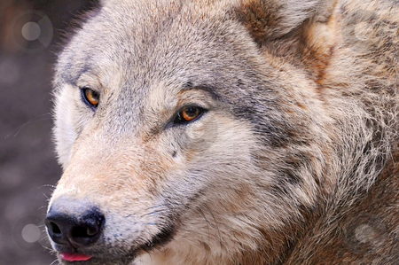 To use this stock image in your creative project, please select the size you need over to the right and click the "Add to Cart" button.
Your downloaded image will come with the Cutcaster watermark removed so don’t worry about the watermark you see on this page. Portrait of a wolf stock photo, Closeup on the face of a Mongolian wolf of the zoo of Z???rich by Emmanuel Keller