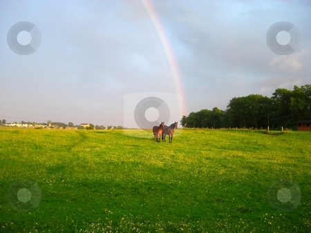 To use this stock image in your creative project, please select the size you need over to the right and click the "Add to Cart" button.
Your downloaded image will come with the Cutcaster watermark removed so don’t worry about the watermark you see on this page. Horses stock photo, Horses with rainbow by Juliet Photography