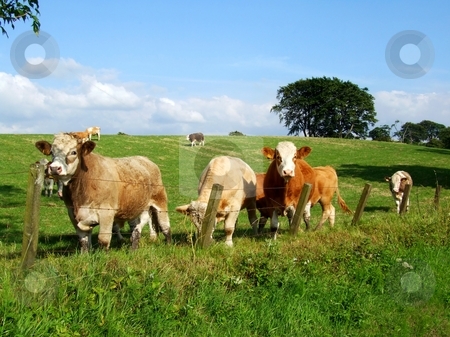 To use this stock image in your creative project, please select the size you need over to the right and click the "Add to Cart" button.
Your downloaded image will come with the Cutcaster watermark removed so don’t worry about the watermark you see on this page. Cows stock photo, Colourful cows on summer day by Juliet Photography