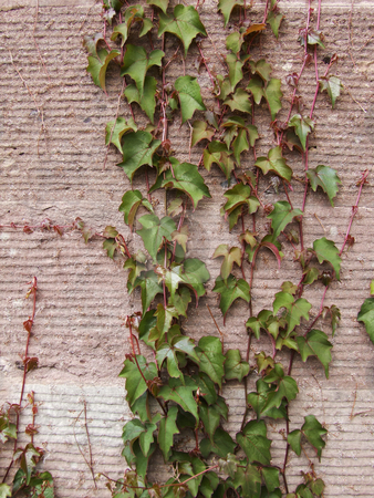 To use this stock image in your creative project, please select the size you need over to the right and click the "Add to Cart" button.
Your downloaded image will come with the Cutcaster watermark removed so don’t worry about the watermark you see on this page. Ivy stock photo, Ivy on the wall. by Juliet Photography