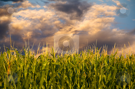 To use this stock image in your creative project, please select the size you need over to the right and click the "Add to Cart" button.
Your downloaded image will come with the Cutcaster watermark removed so don’t worry about the watermark you see on this page. Corn and stormy clouds stock photo, Field of Corn in the early evening sun - the golden hour. by Mitch Aunger