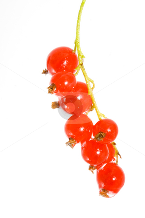 To use this stock image in your creative project, please select the size you need over to the right and click the "Add to Cart" button.
Your downloaded image will come with the Cutcaster watermark removed so don’t worry about the watermark you see on this page. Red Currants stock photo, A bunch of berries of red currant - Ribes rubrum by Petr Koudelka