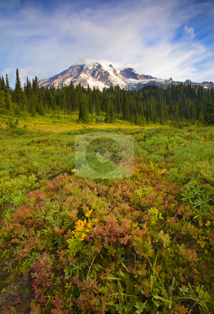 To use this stock image in your creative project, please select the size you need over to the right and click the "Add to Cart" button.
Your downloaded image will come with the Cutcaster watermark removed so don’t worry about the watermark you see on this page. Alpine Meadows stock photo, Autumn color creeps into a dew covered meadow beneath the majestic Mt. Rainier by Mike Dawson