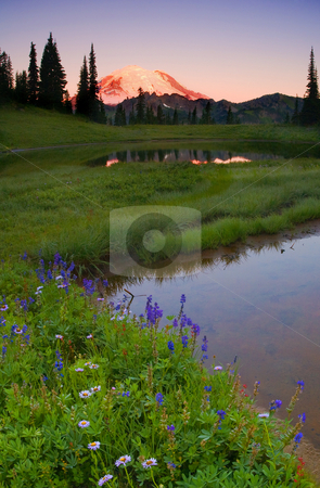 To use this stock image in your creative project, please select the size you need over to the right and click the "Add to Cart" button.
Your downloaded image will come with the Cutcaster watermark removed so don’t worry about the watermark you see on this page. Rainier Sunrise stock photo, Lupine, Aster and PAintbrush line a small alpine lake as Mt. Rainier glows with the first light of a new day. by Mike Dawson