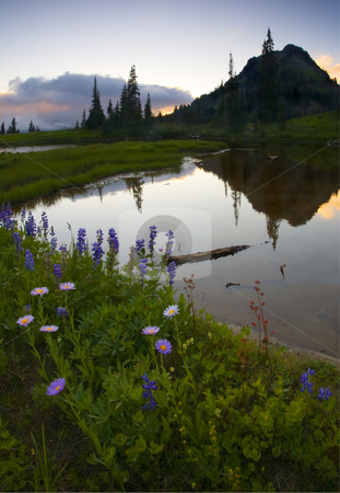 To use this stock image in your creative project, please select the size you need over to the right and click the "Add to Cart" button.
Your downloaded image will come with the Cutcaster watermark removed so don’t worry about the watermark you see on this page. Wildflower Sunset stock photo, Lupine and aster line the banks of a small alpine lake near the PAcific crest as the sun set behind some clouds obscuring Mt. Rainier. Yakima Peak looms large over this tranquil scene. by Mike Dawson