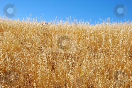 To use this stock image in your creative project, please select the size you need over to the right and click the "Add to Cart" button.
Your downloaded image will come with the Cutcaster watermark removed so don’t worry about the watermark you see on this page. Dry Grass Field Against Blue Sky stock photo, Dry grass field shown against blue sky by Denis Radovanovic