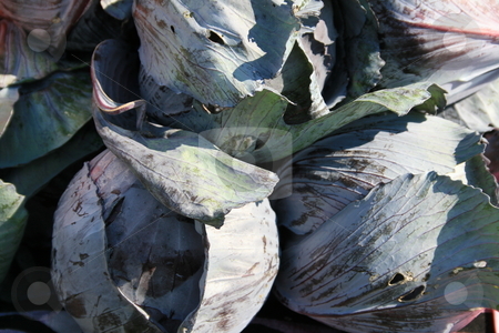 To use this stock image in your creative project, please select the size you need over to the right and click the "Add to Cart" button.
Your downloaded image will come with the Cutcaster watermark removed so don’t worry about the watermark you see on this page. Red Cabbage stock photo, Red cabbage showing purple tones, at the farmers market by Tom and Beth Pulsipher