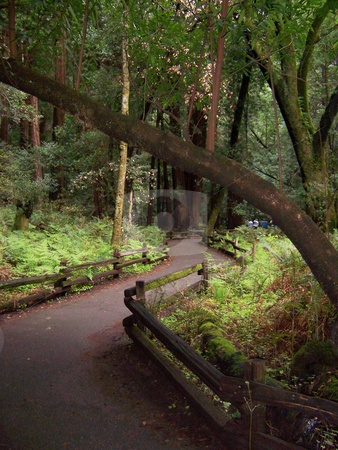 To use this stock image in your creative project, please select the size you need over to the right and click the "Add to Cart" button.
Your downloaded image will come with the Cutcaster watermark removed so don’t worry about the watermark you see on this page. Forest path stock photo, A sunlit path through the redwood forest by Sam Sapp