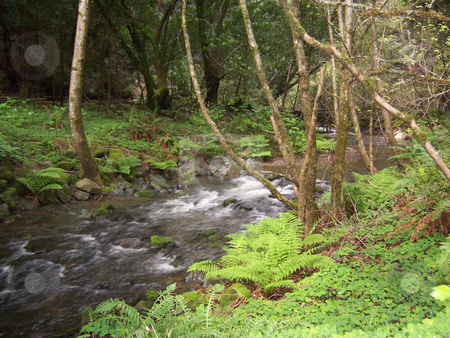 To use this stock image in your creative project, please select the size you need over to the right and click the "Add to Cart" button.
Your downloaded image will come with the Cutcaster watermark removed so don’t worry about the watermark you see on this page. Stream in woods stock photo, A flowing stream through teh redwood forest by Sam Sapp