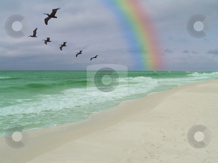 To use this stock image in your creative project, please select the size you need over to the right and click the "Add to Cart" button.
Your downloaded image will come with the Cutcaster watermark removed so don’t worry about the watermark you see on this page. Emerald Coast stock photo, Pelicans and rainbow on the emerald coast by Sam Sapp