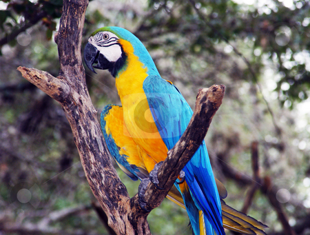 To use this stock image in your creative project, please select the size you need over to the right and click the "Add to Cart" button.
Your downloaded image will come with the Cutcaster watermark removed so don’t worry about the watermark you see on this page. Macaw stock photo, A blue and gold macaw sittting on a brach by Sam Sapp